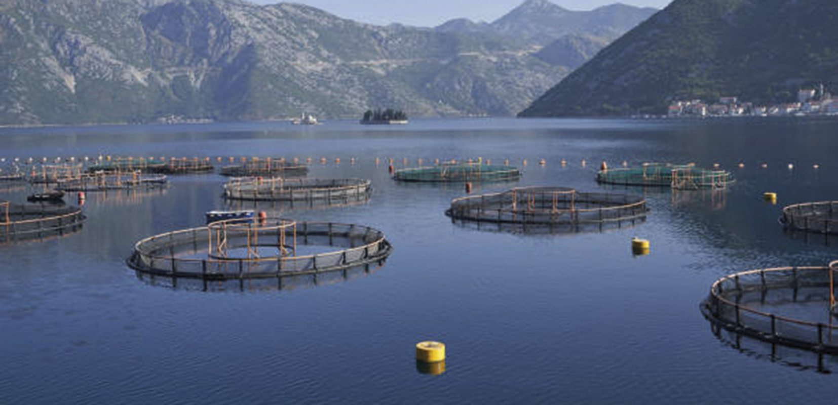 El FEMPA y el Fondo de Recuperación y Resiliencia pueden contribuir al desarrollo acuícola en Europa
