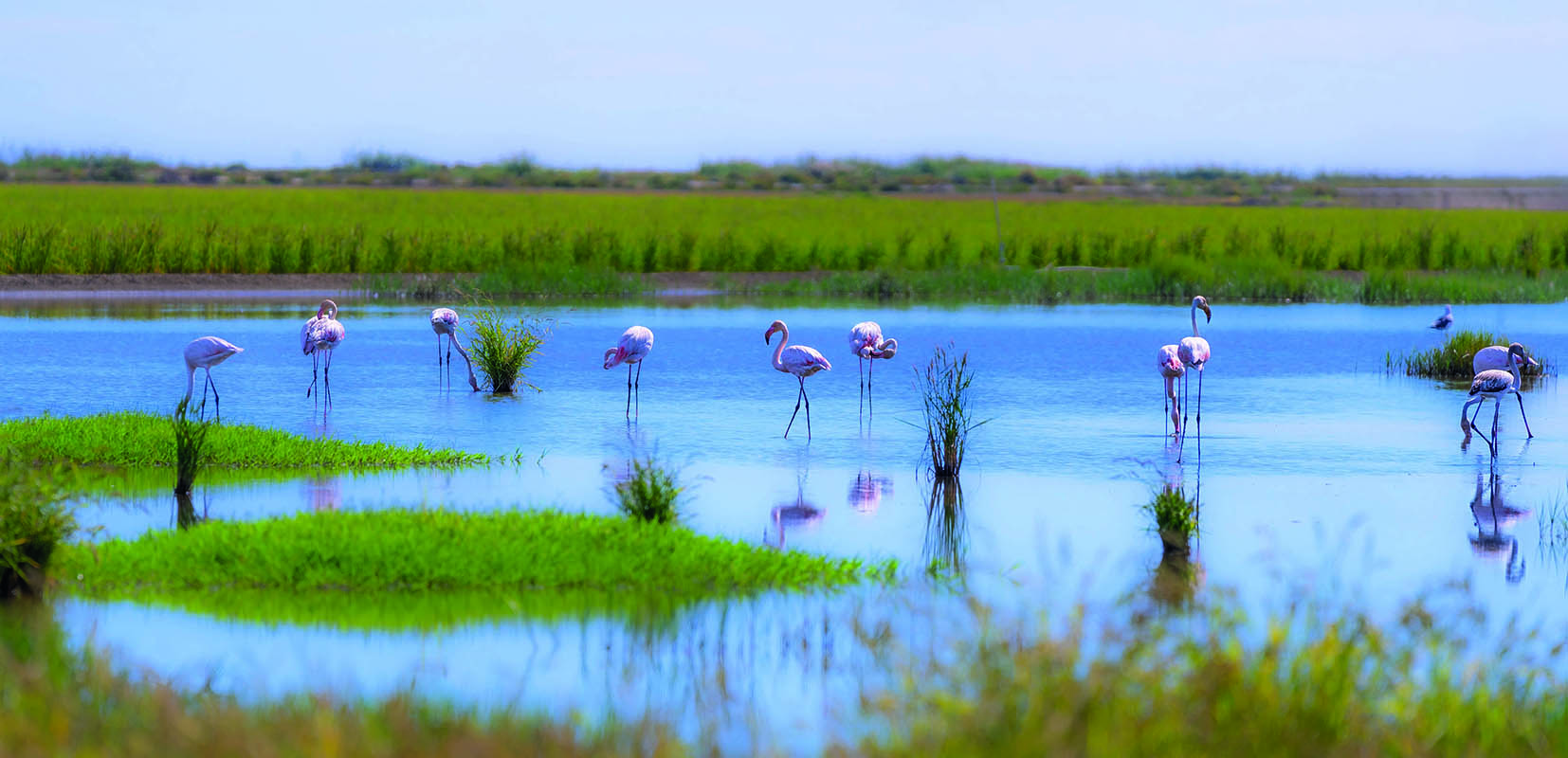 Esteros en las marismas con flamencos