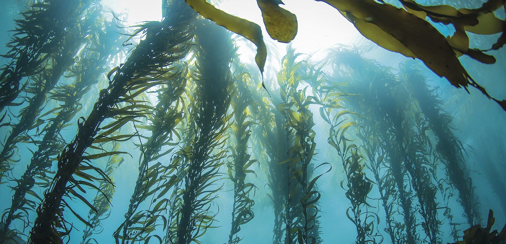 Algas marinas tunicadas que están siendo probadas con eficacia para combatir algunos tipos de cáncer