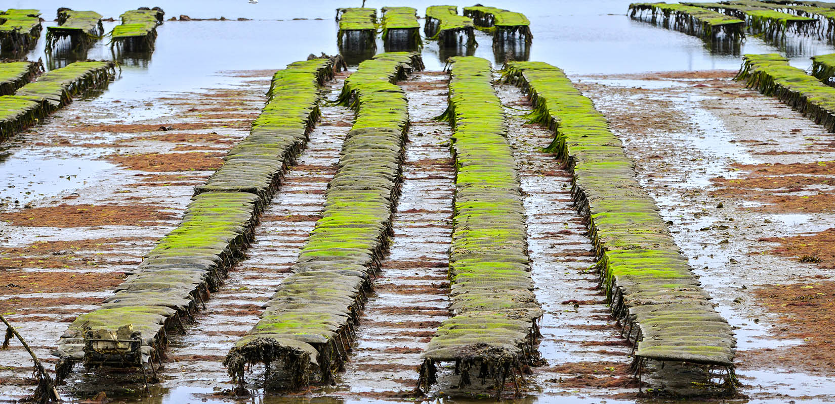 Cultivo de algas en acuicultura