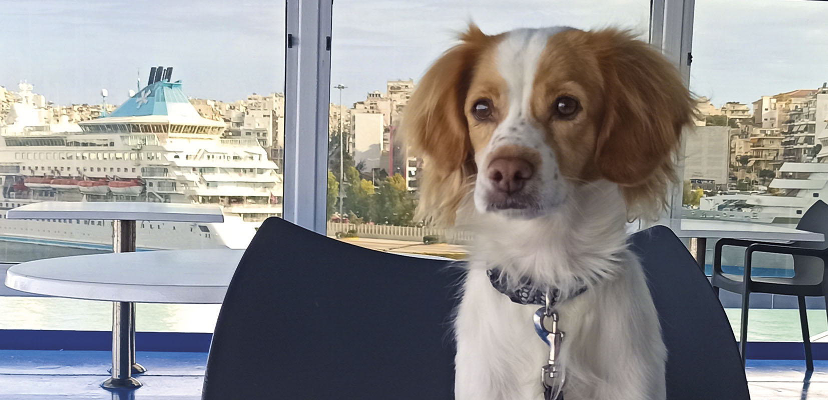 Perrito a bordo de crucero