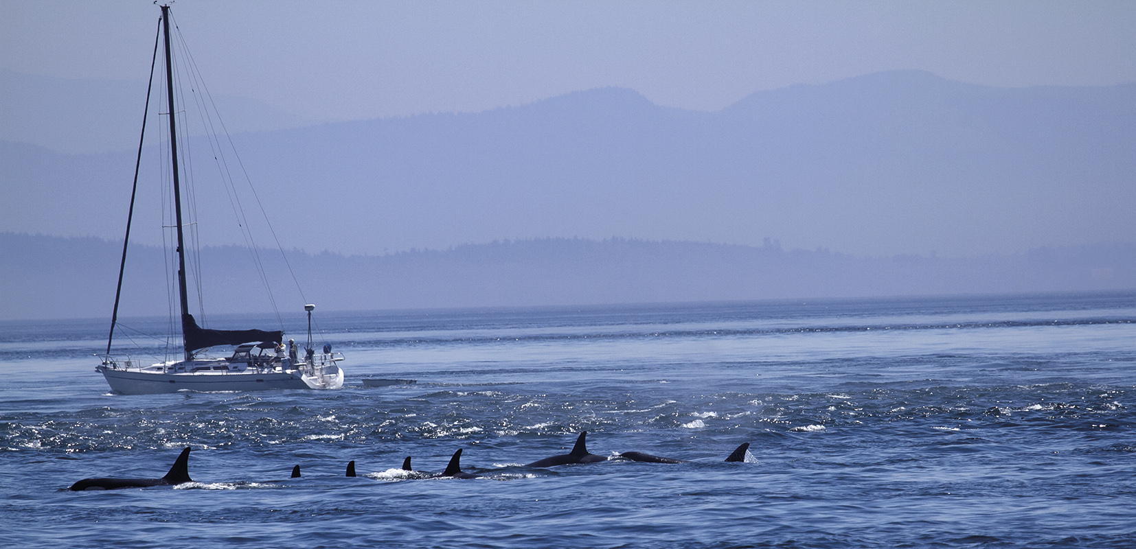 Grupo de orcas cerca de un barco en el mar