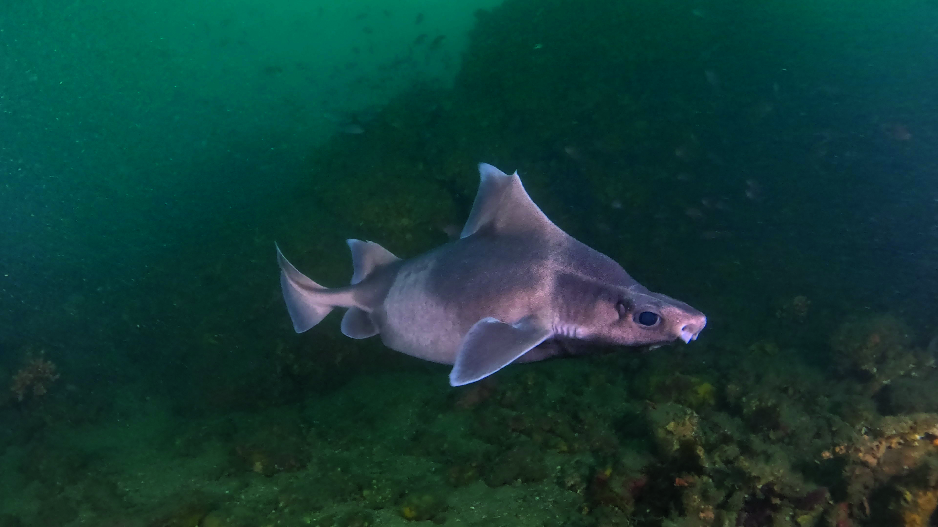 Banco de peces en reserva marina