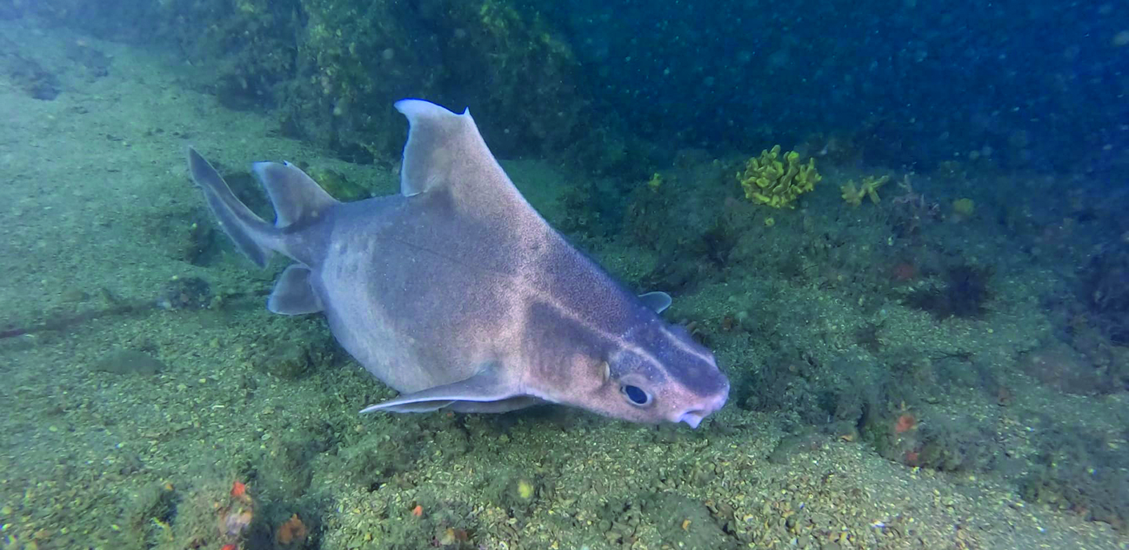 Tiburon cerdito en fondo marino