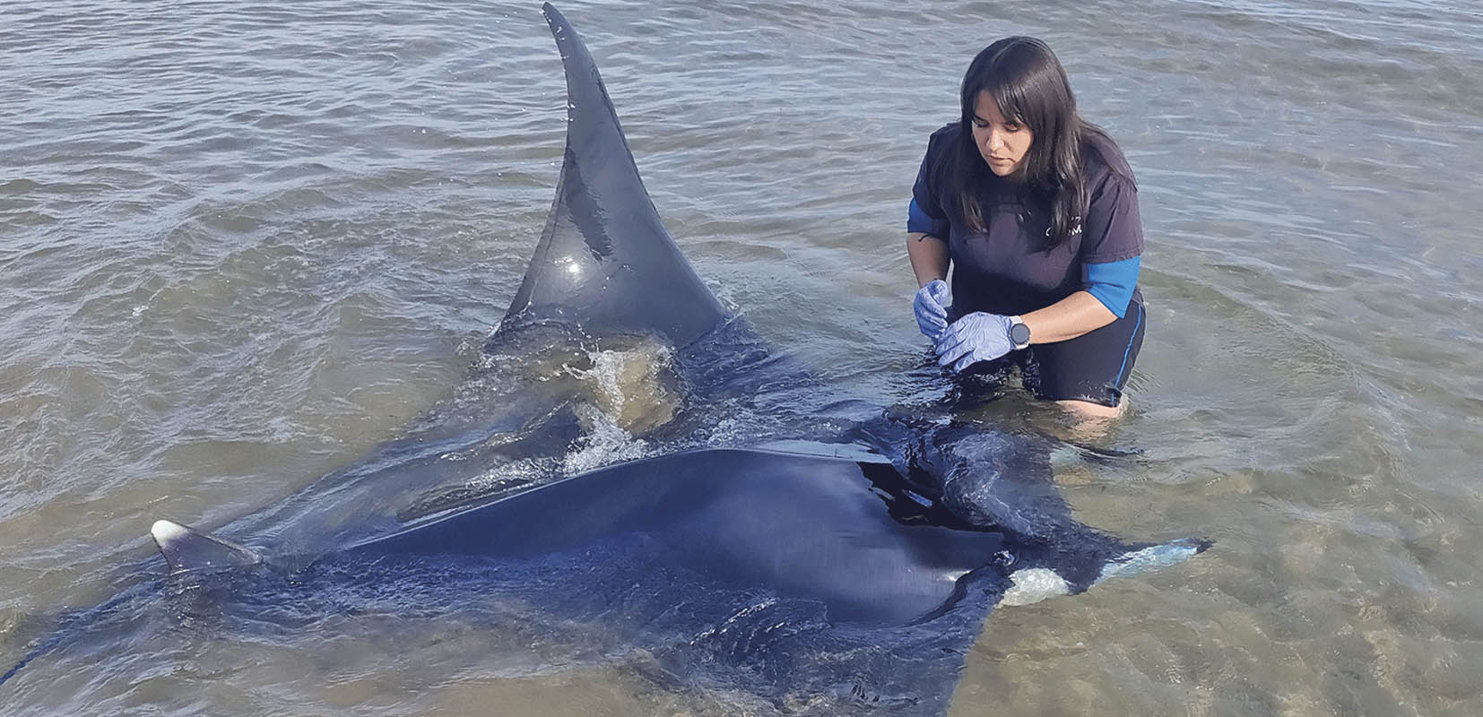 Listado vertical: La oceanógrafa Silvia Garalt de la Fundación CRAM con una mobula en Callafel