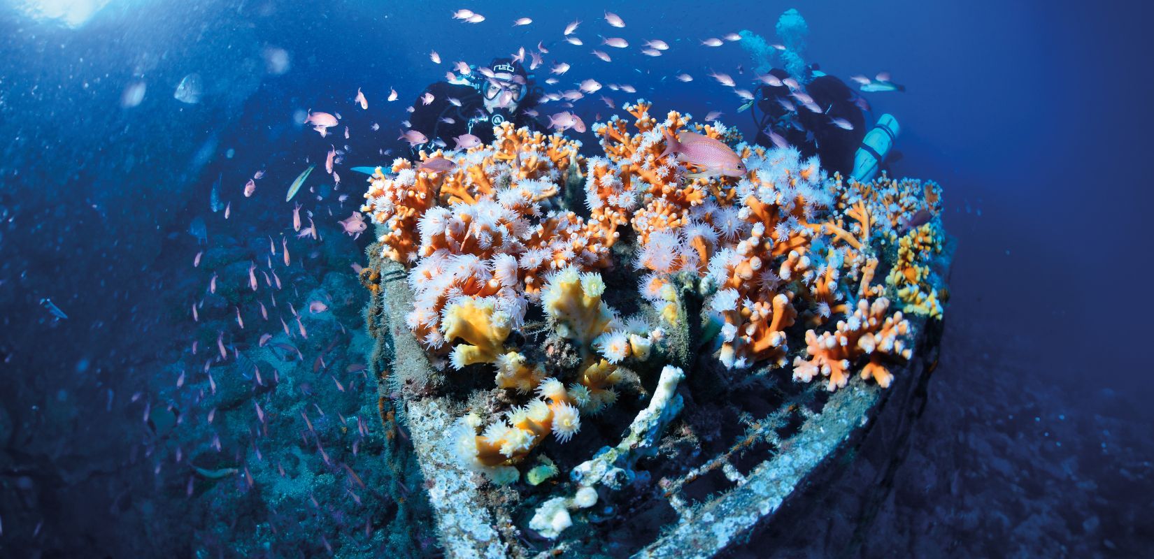 Banco de peces en reserva marina