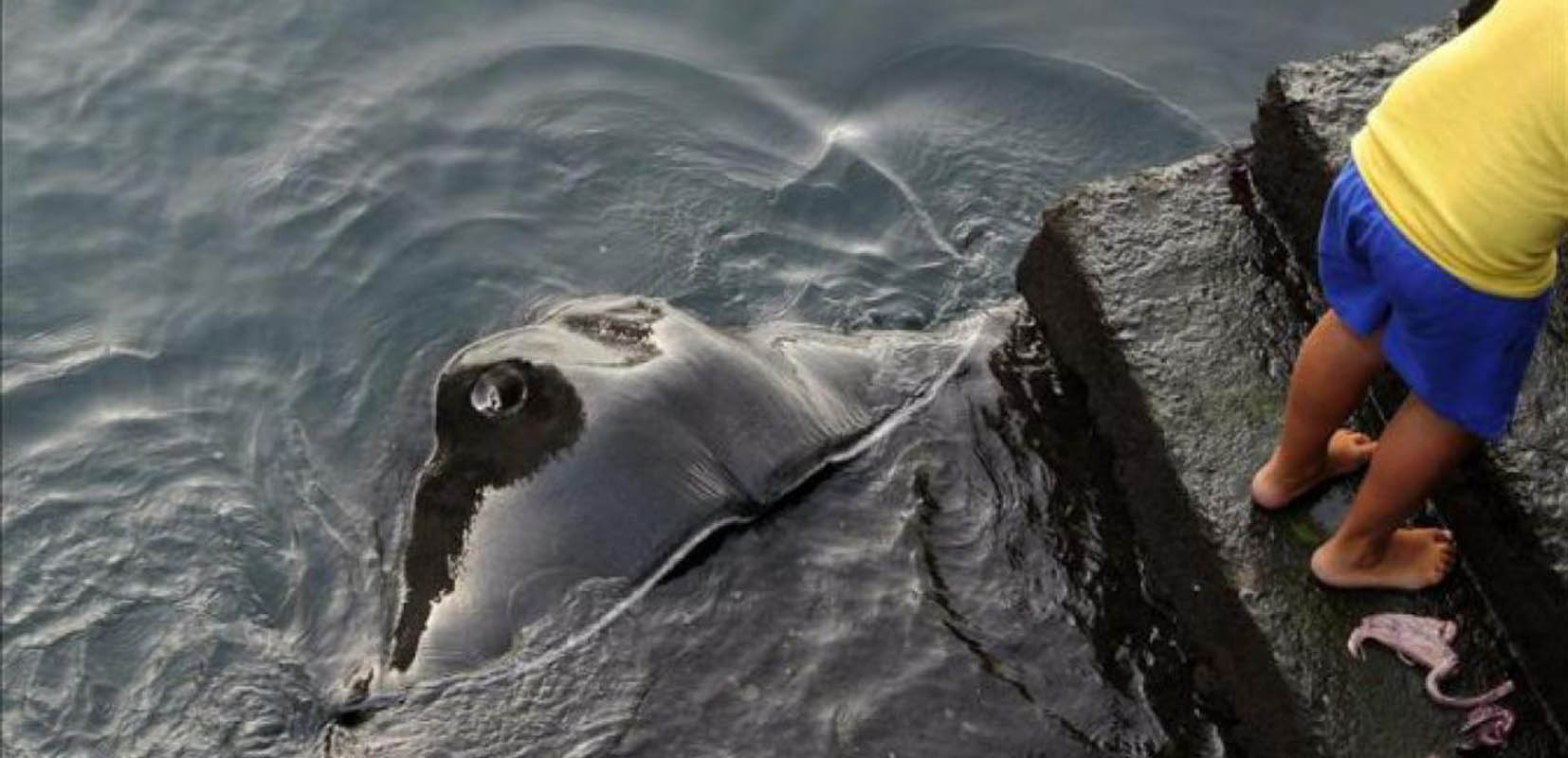 Un hombre alimenta a la Mantarraya Chano en Valle Gran Rey en La Gomera.