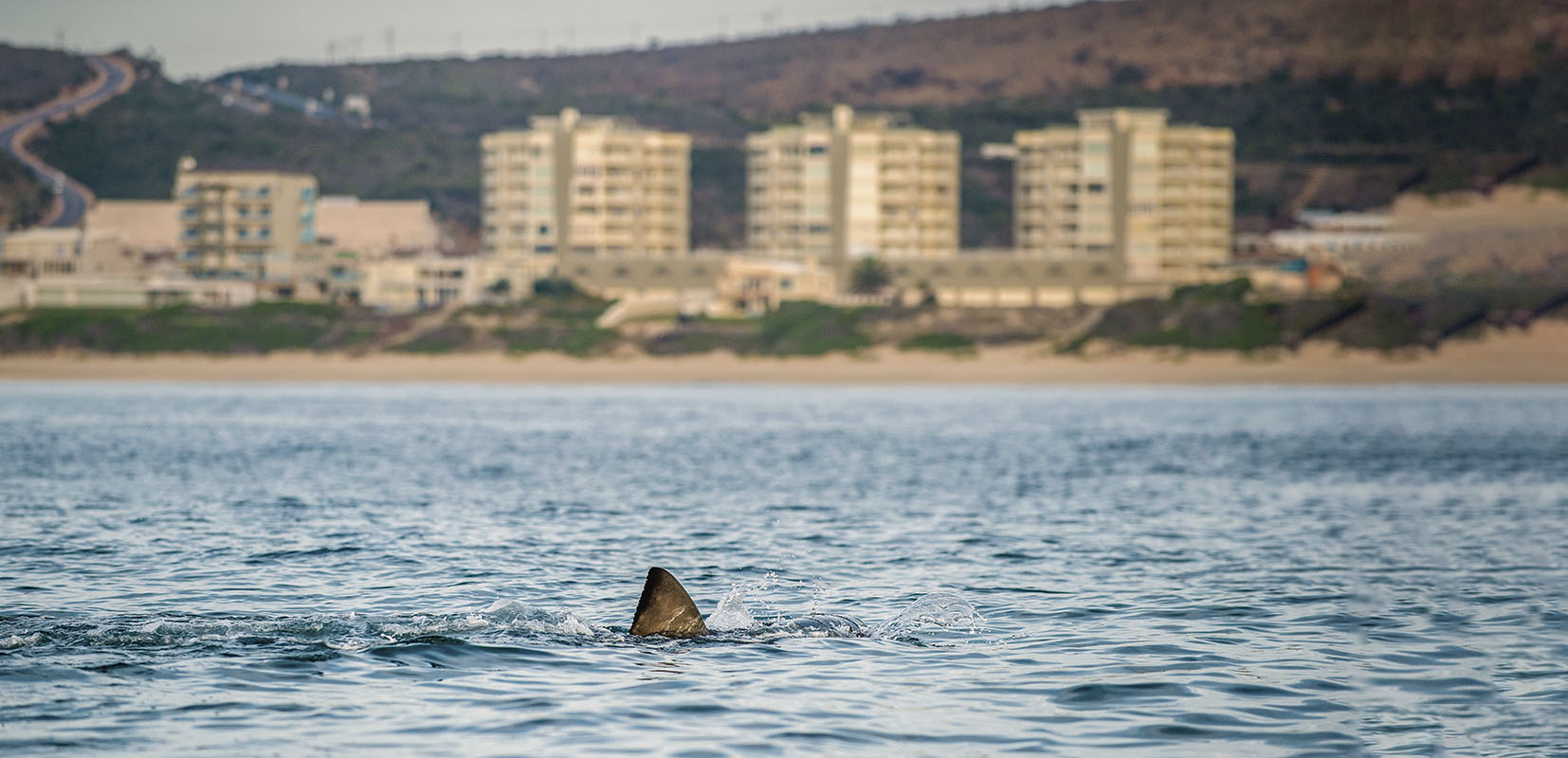Este verano son más de 30 los avistamientos de tiburones en nuestras playas, lo que ha generado alarma entre los bañistas