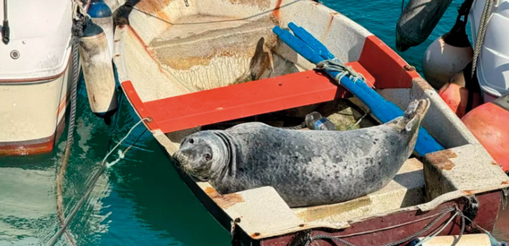 La Foca Carmela durante su estancia en el Puerto de Conil.