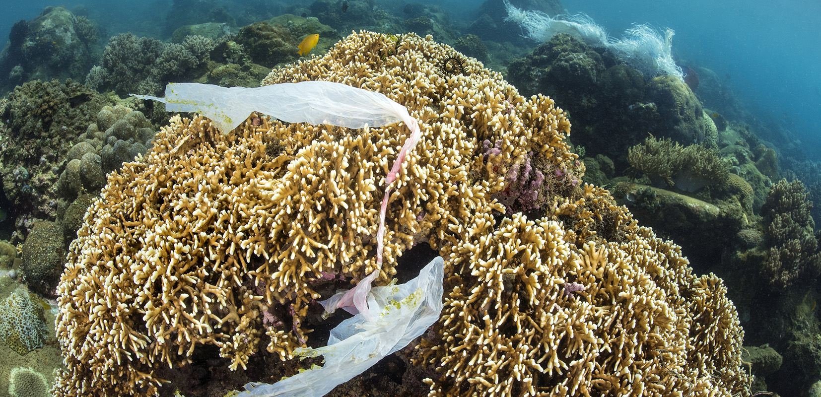 Arrecife de coral cubierto de bolsas de plástico. © Alexander Mustard