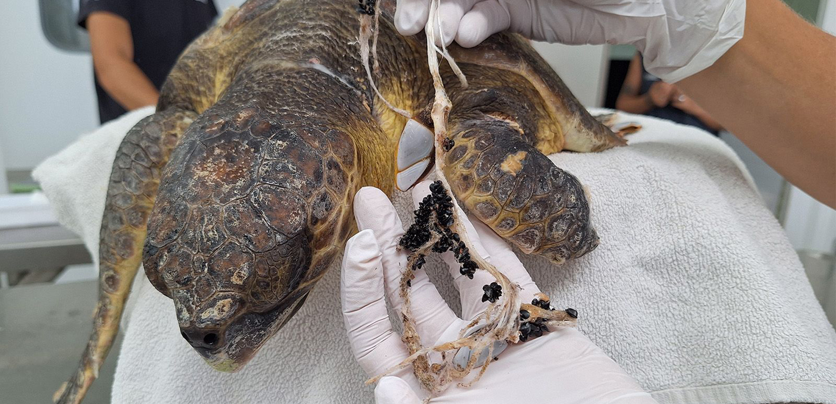 Tortuga marina rescatada en Aiguadolç (Sitges) con redes enredadas y plástico. Foto: Fundación CRAM