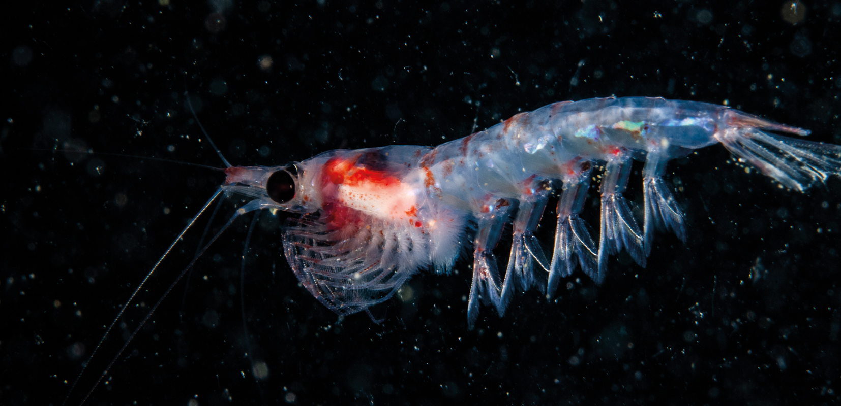 El krill es una fuente natural de astaxantina.