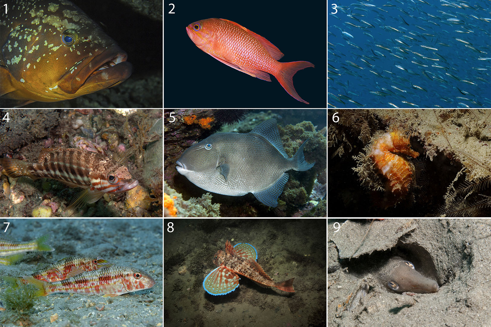 Algunos peces y Especies que pueden encontrarse en Calahonda Castell de Ferro
