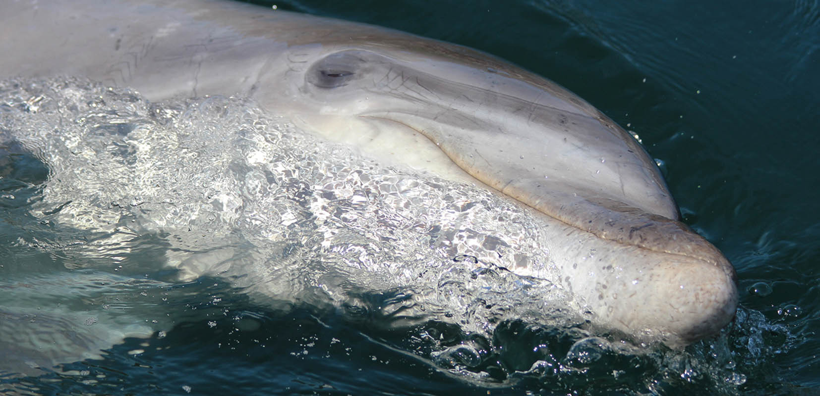 El Delfín Manoliño en la playa de Langosteira (A Coruña) Foto: @CEMMA