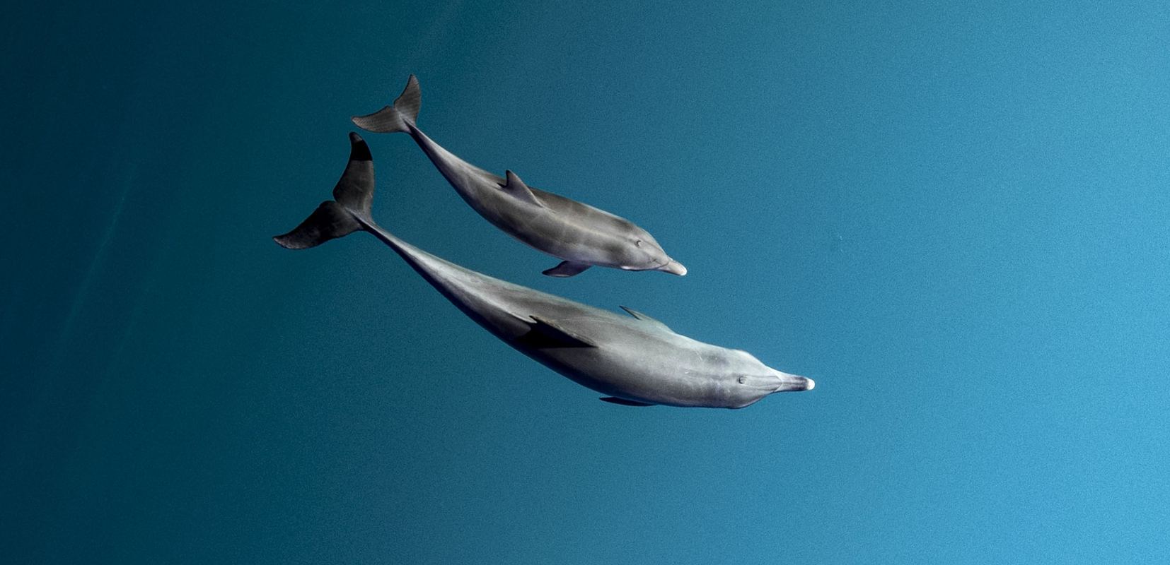 delfines de Emilie Ledwidge