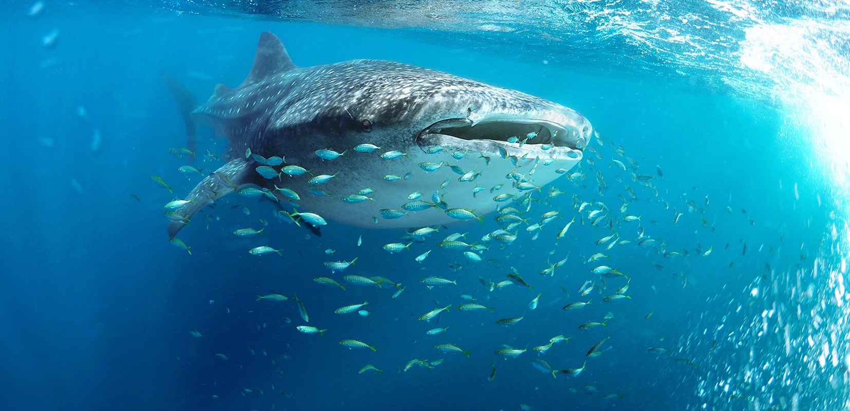 tropicalización Mediterráneo
