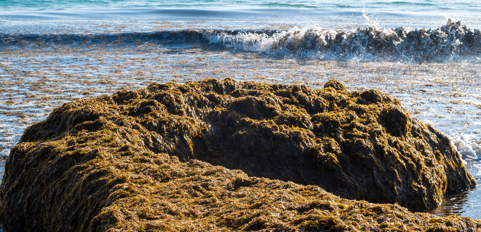 Alga invasora en la playa con fondo de olas