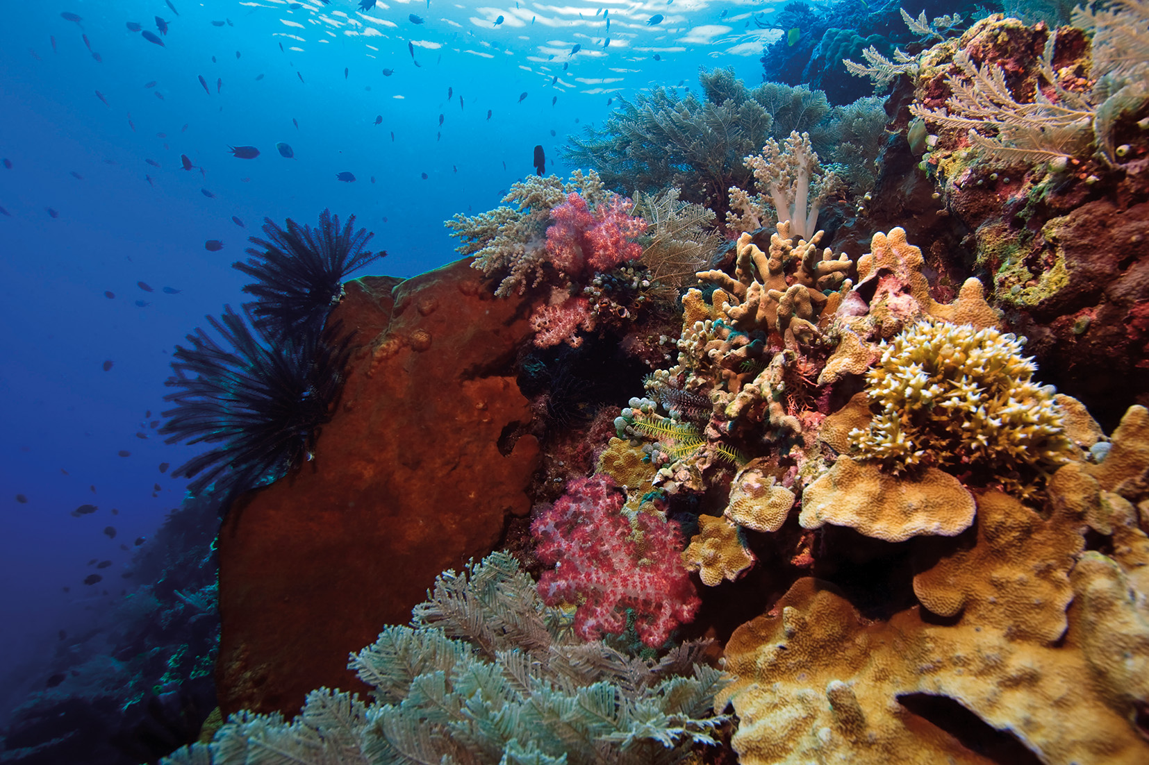 area marina protegida en Bunaken Indonesia