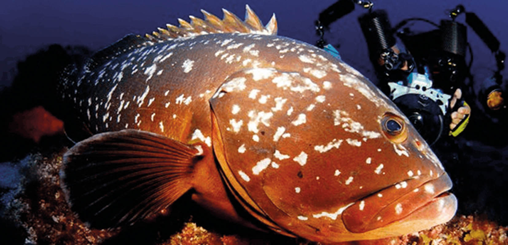 El Mero Pancho junto a un buceador en la reserva de La Restinga (El Hierro). Foto: @Acronaútica