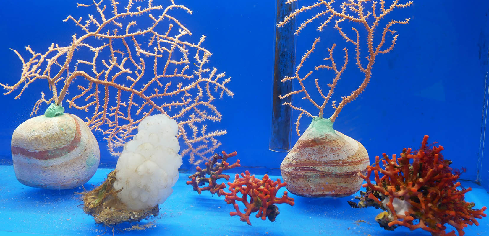 Especies en proceso de recuperación en el acuario situado en la cofradía de pescadores de Arenys de Mar.