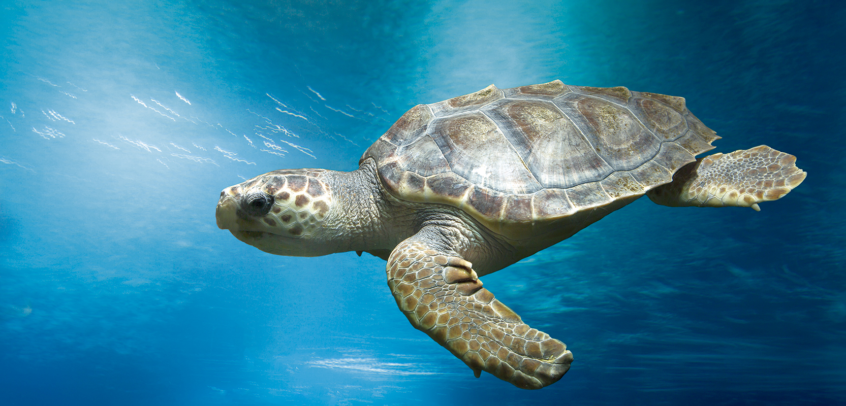 Listado vertical: Tortuga