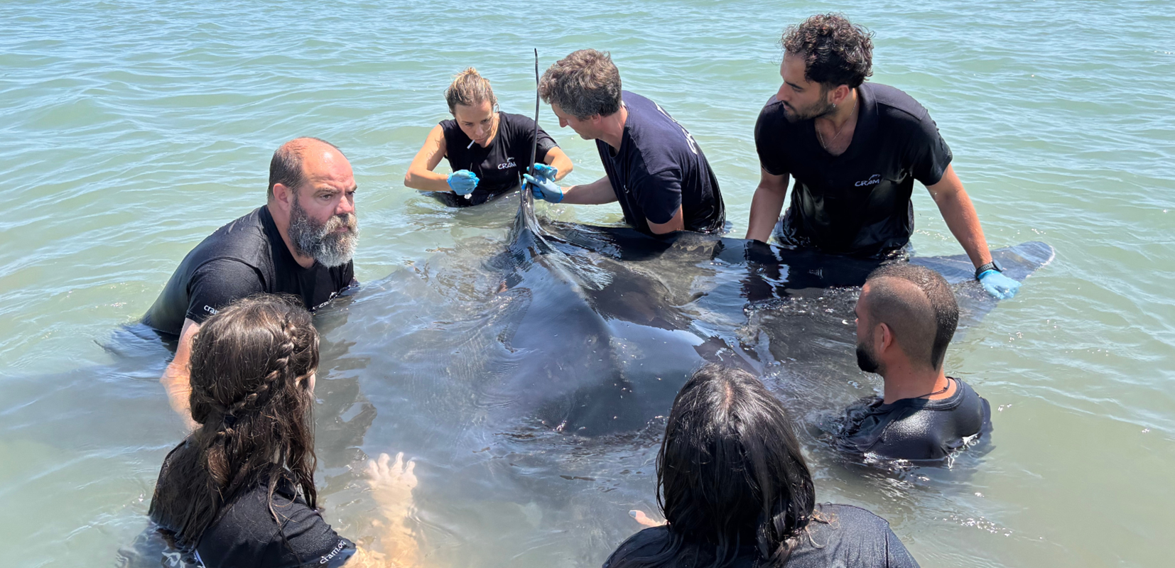 Listado vertical: rescate especies marinas