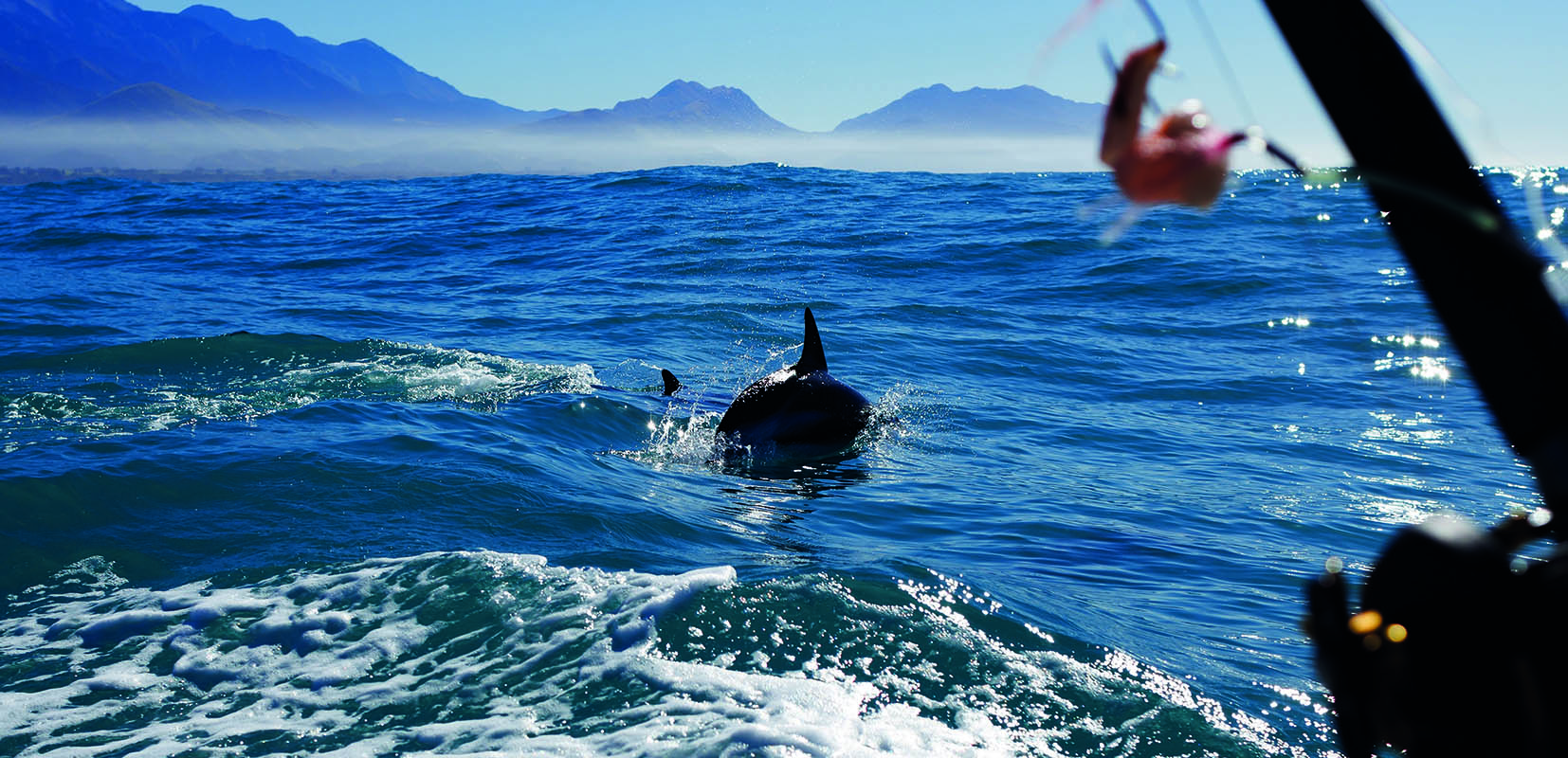 pescando y navegando con delfines