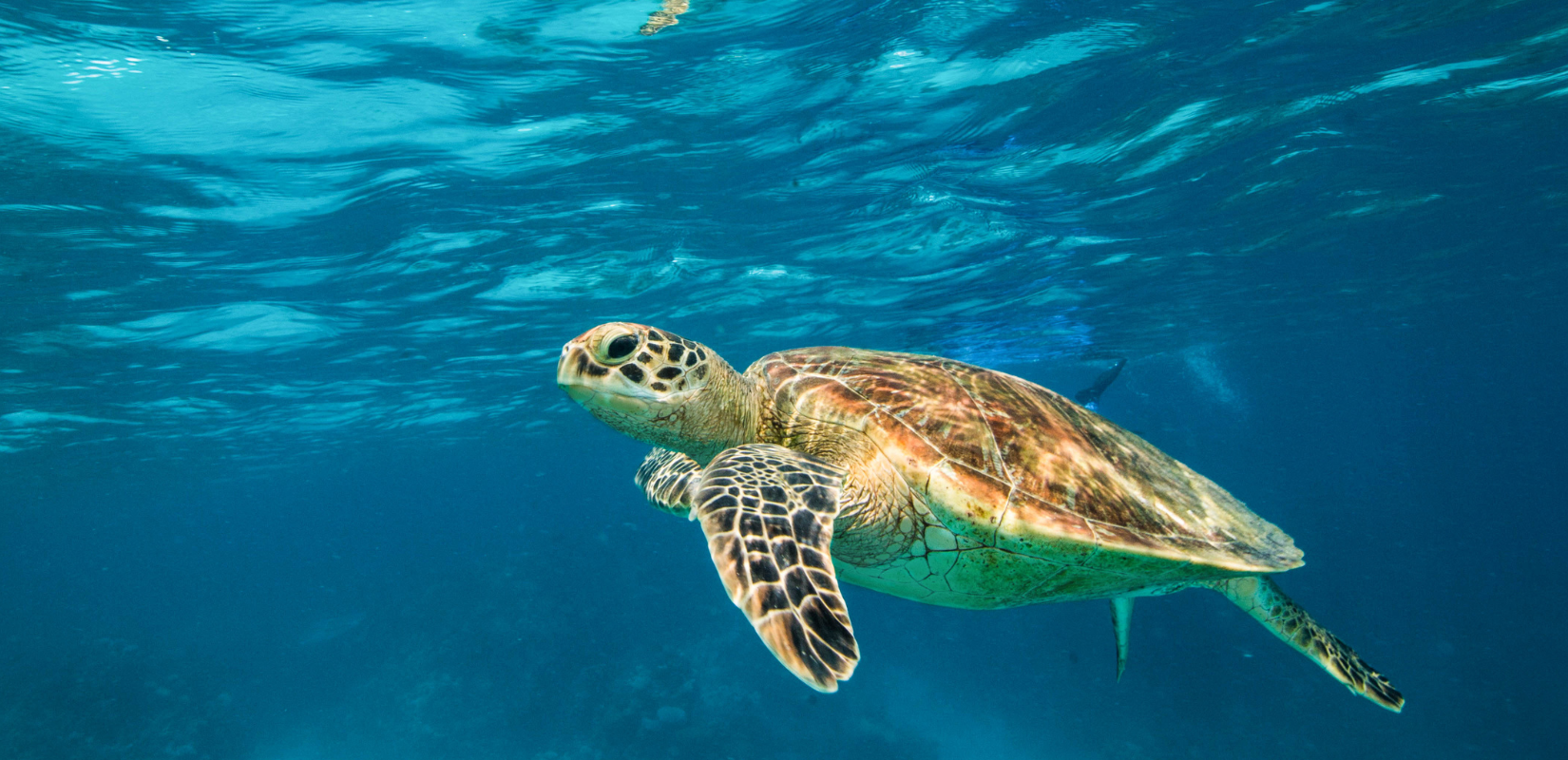 Esquema tortugas marinas Fundación Biodiversidad