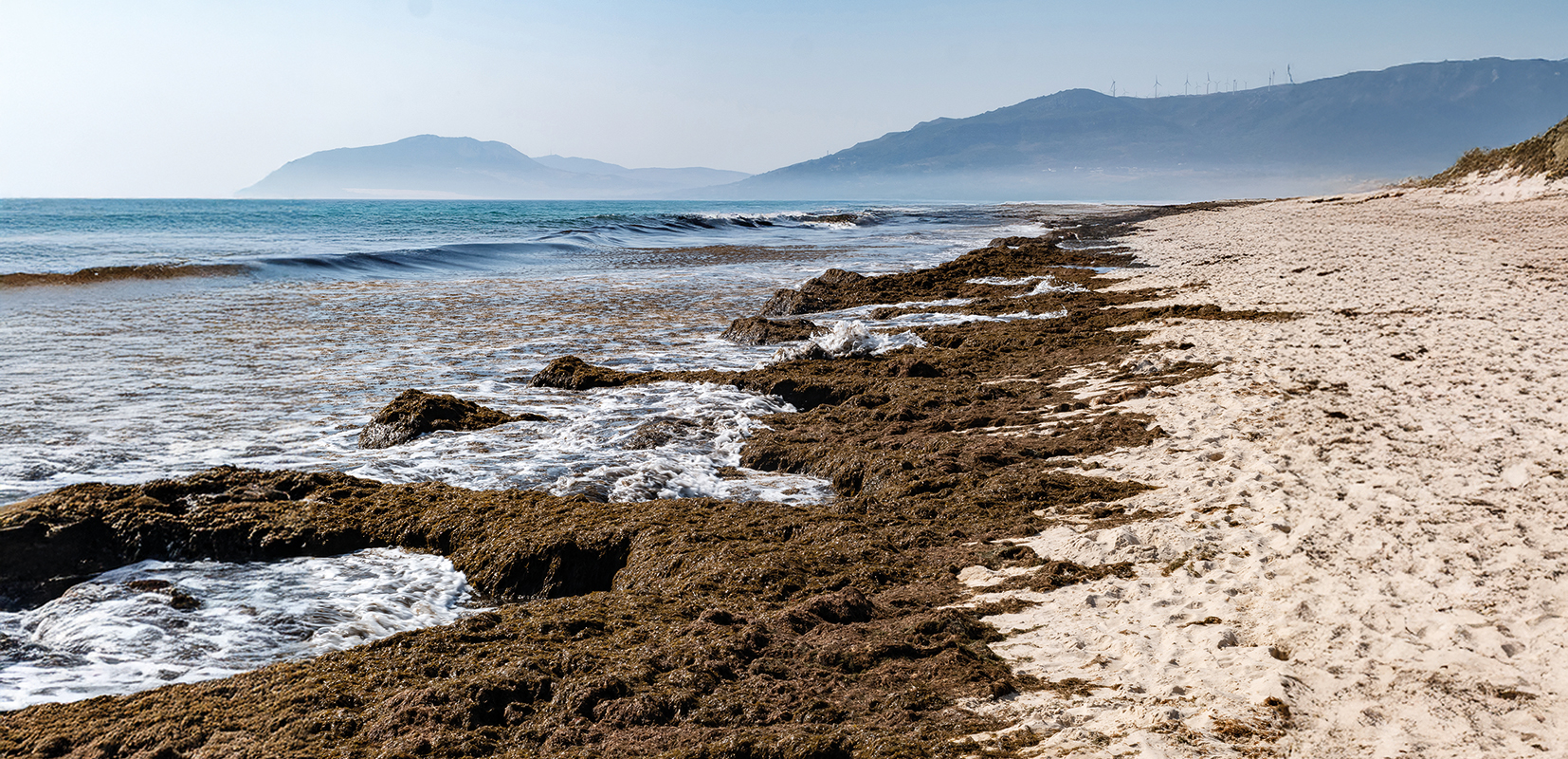 Alga invasora Rugulopteryx okamurae en Tarifa, Agosto 03, 2019