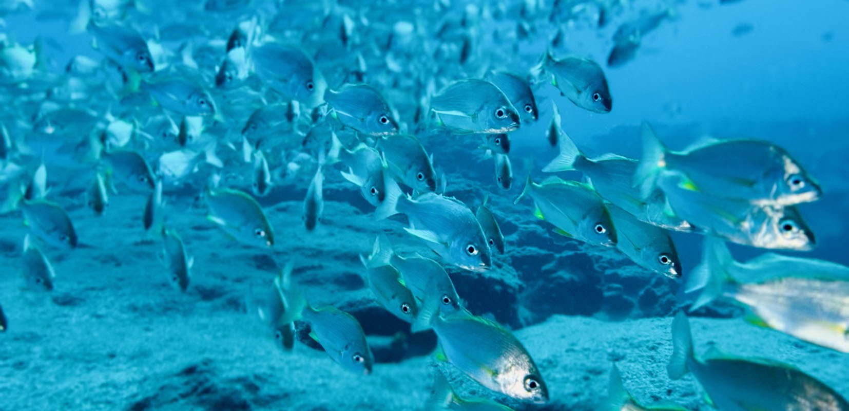 Banco de peces en reserva marina