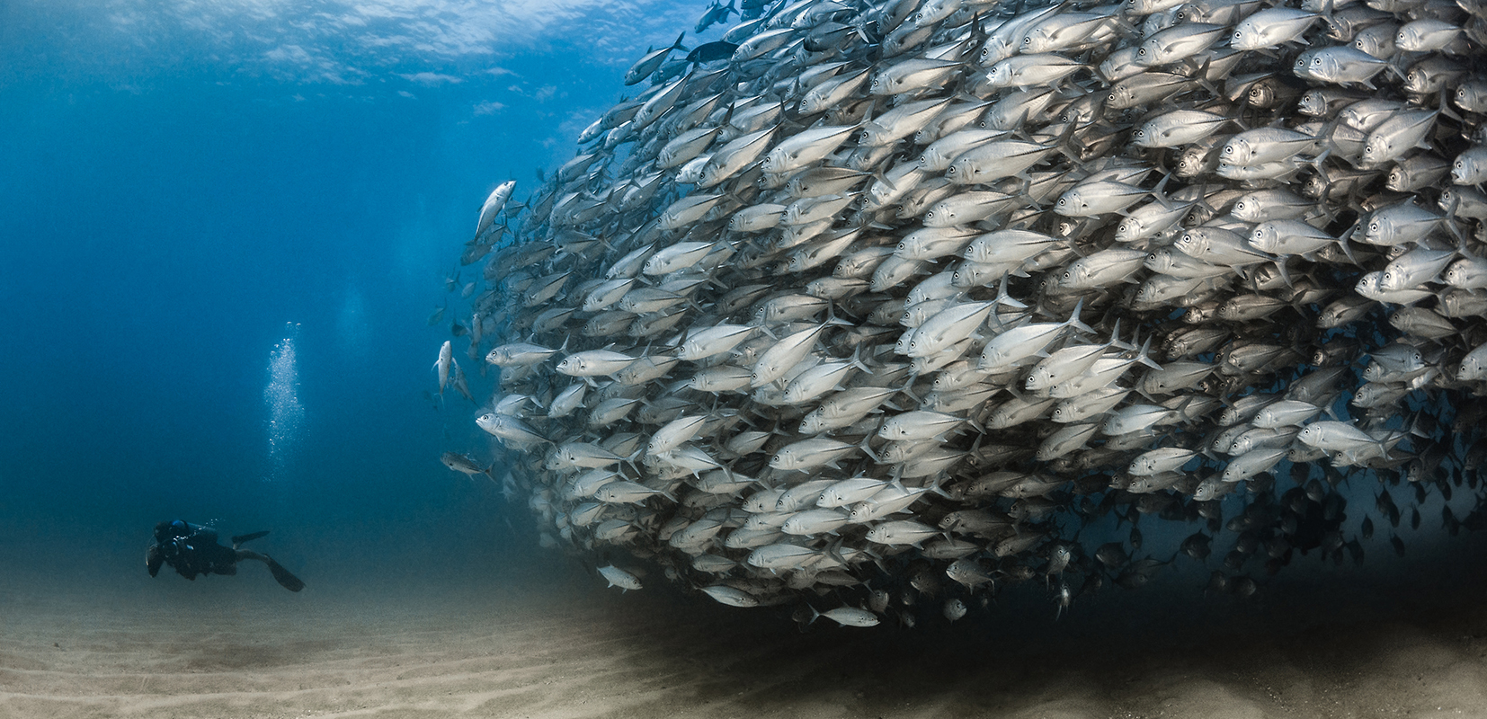 Listado vertical: Banco de peces y buceador OceanImageBank_@NickPolanszky