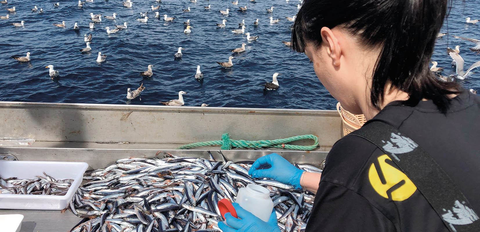 Listado vertical: Científica de AZTI tomando muestras en sardinas.