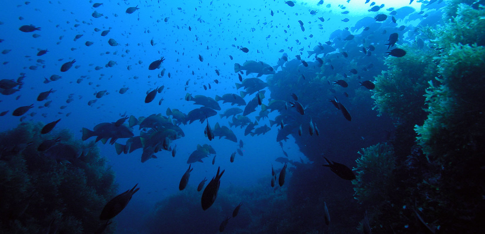 pesces en la reserva de las islas Columbretes