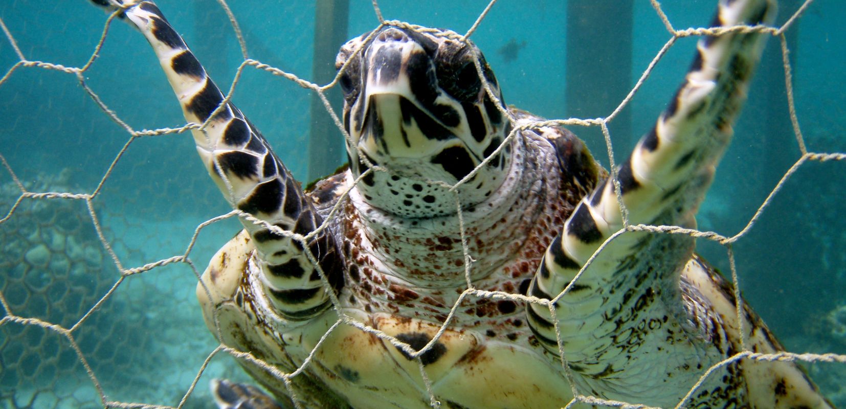 Tortuga marina atrapada en una red de pesca.