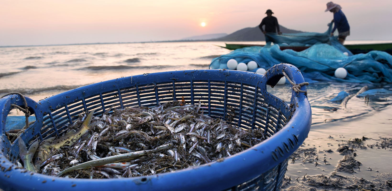 primer plano de cesta de pescado recién cogido