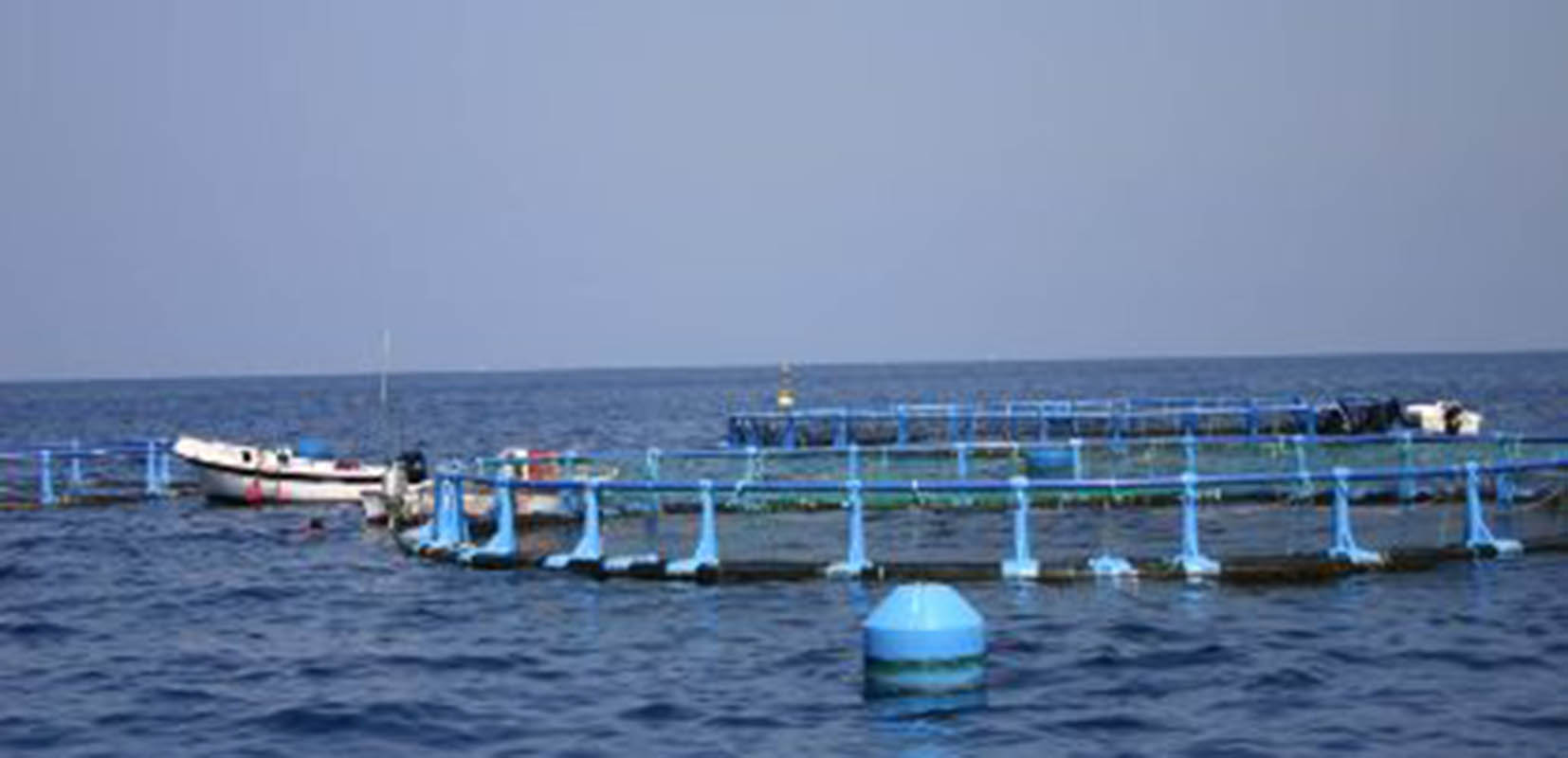 a Encuesta Económica de Acuicultura y la Encuesta de Establecimientos de Acuicultura son las dos fuentes incluidas en el Plan Estadístico Nacional que sirven de base al estudio. 