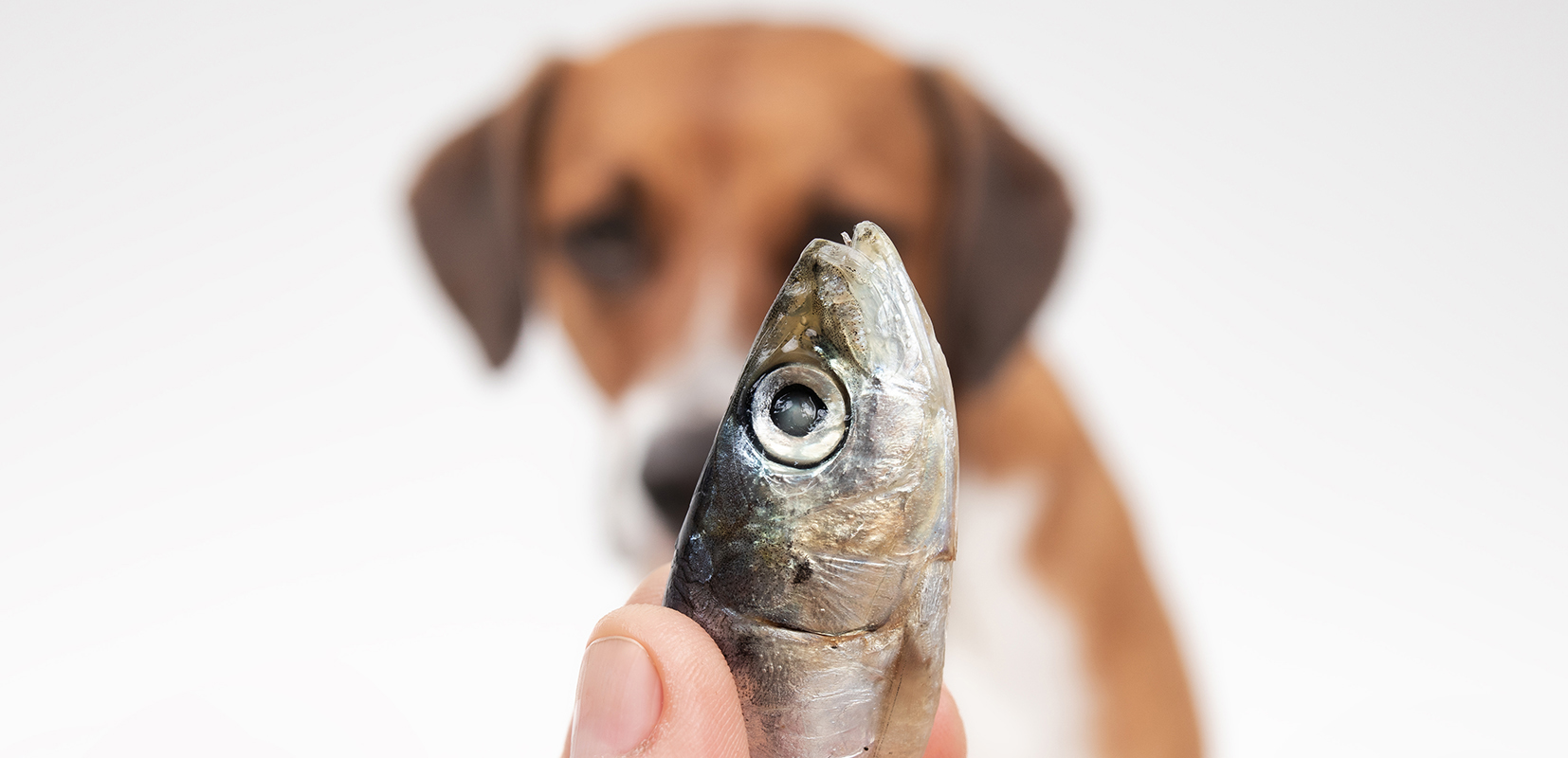 perro mirando un pescado