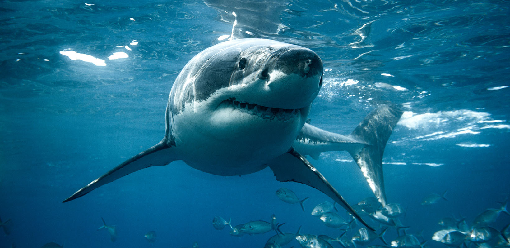 tiburon nadando