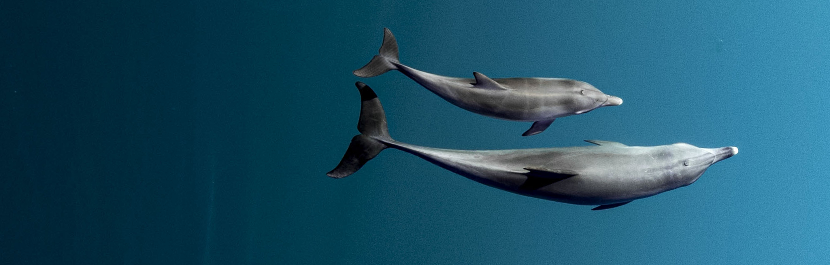 Imagen de OceanImageBank_EmilieLedwidge