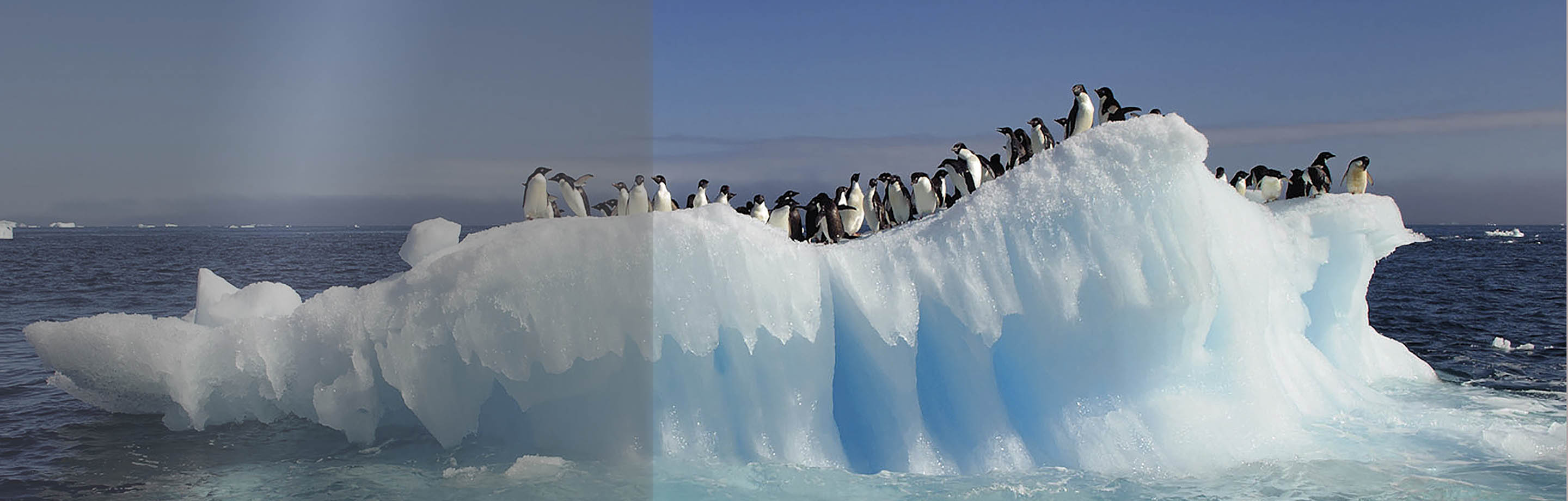 pingüinos sobre el hielo