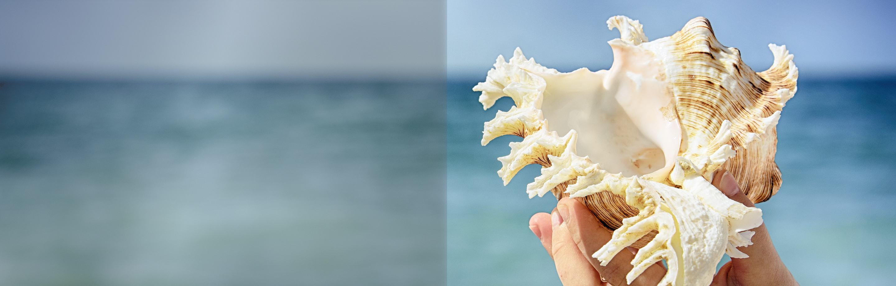 Imagen de voces del mar