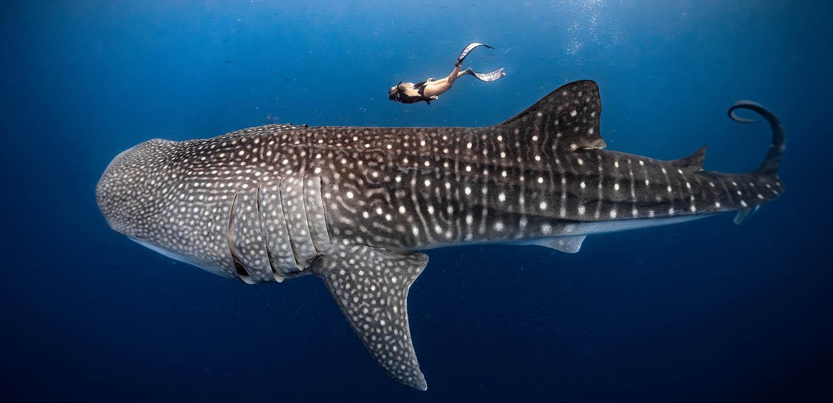 Ana nada en apnea  junto a un tiburón ballena, el de mayor tamaño en su especie.