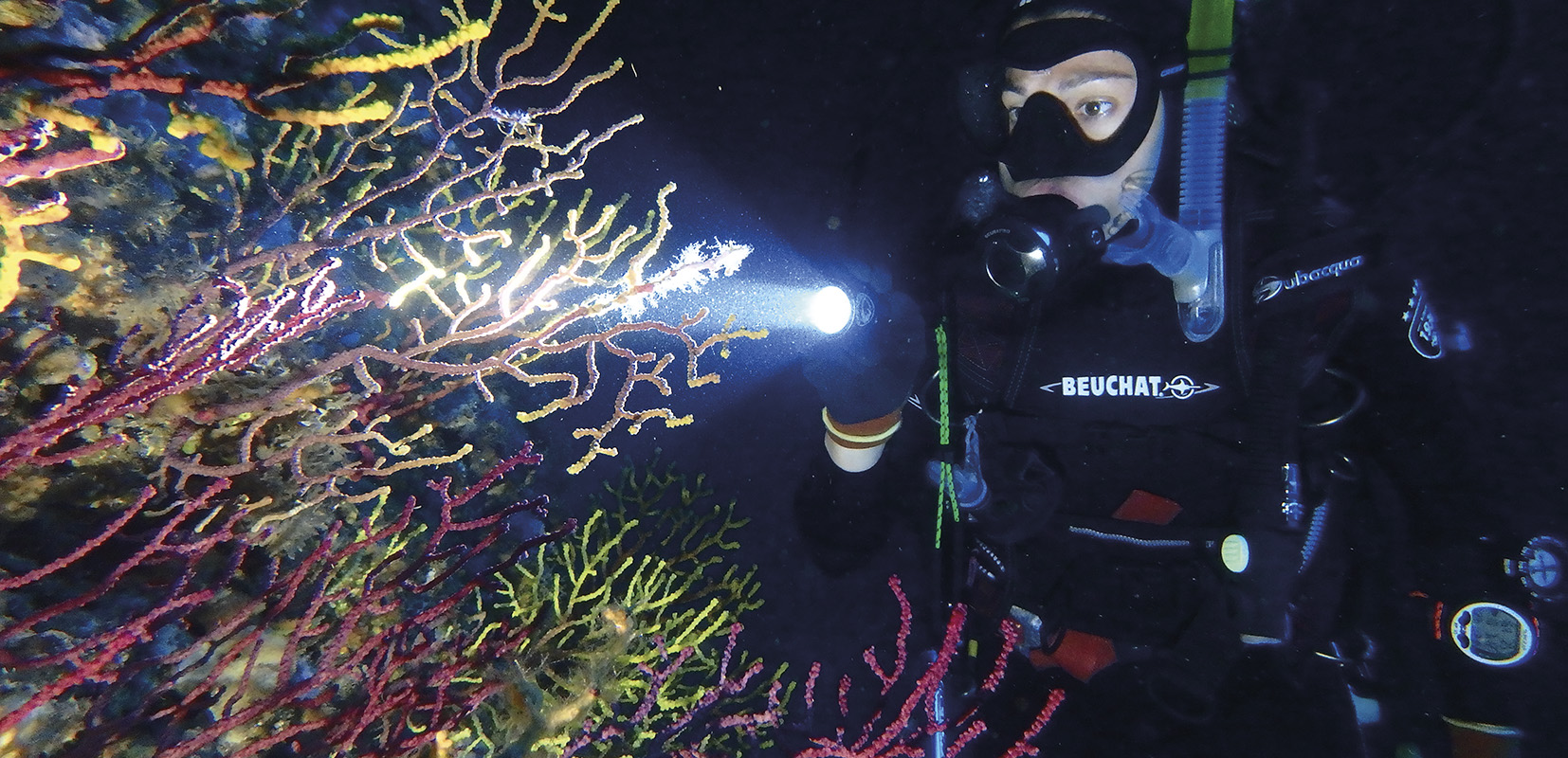 Buzo analizando los diferentes tipos de corales bajo el mar.