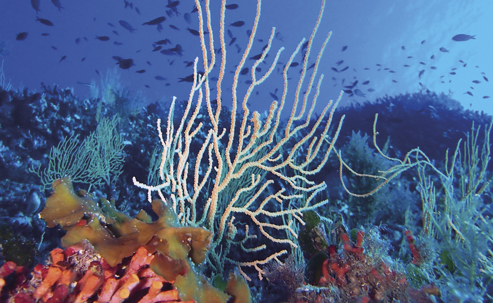 Comunidad de coralígeno