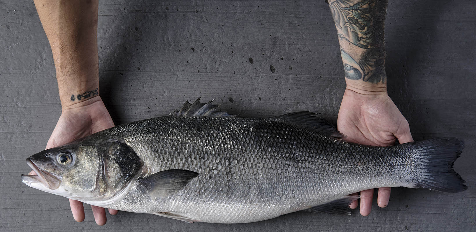 lubina en manos de un hombre tatuado