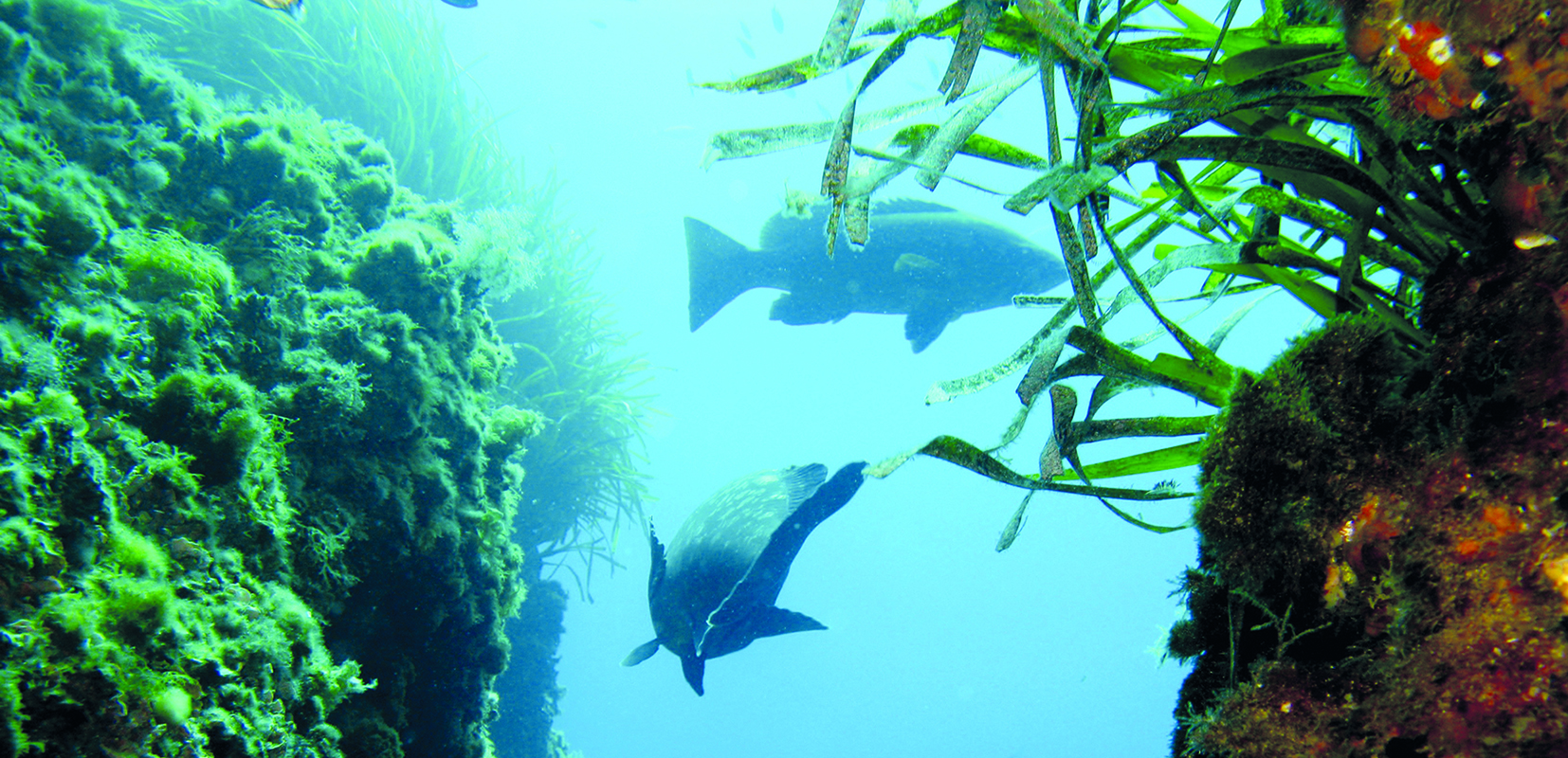 Peces en reserva marina