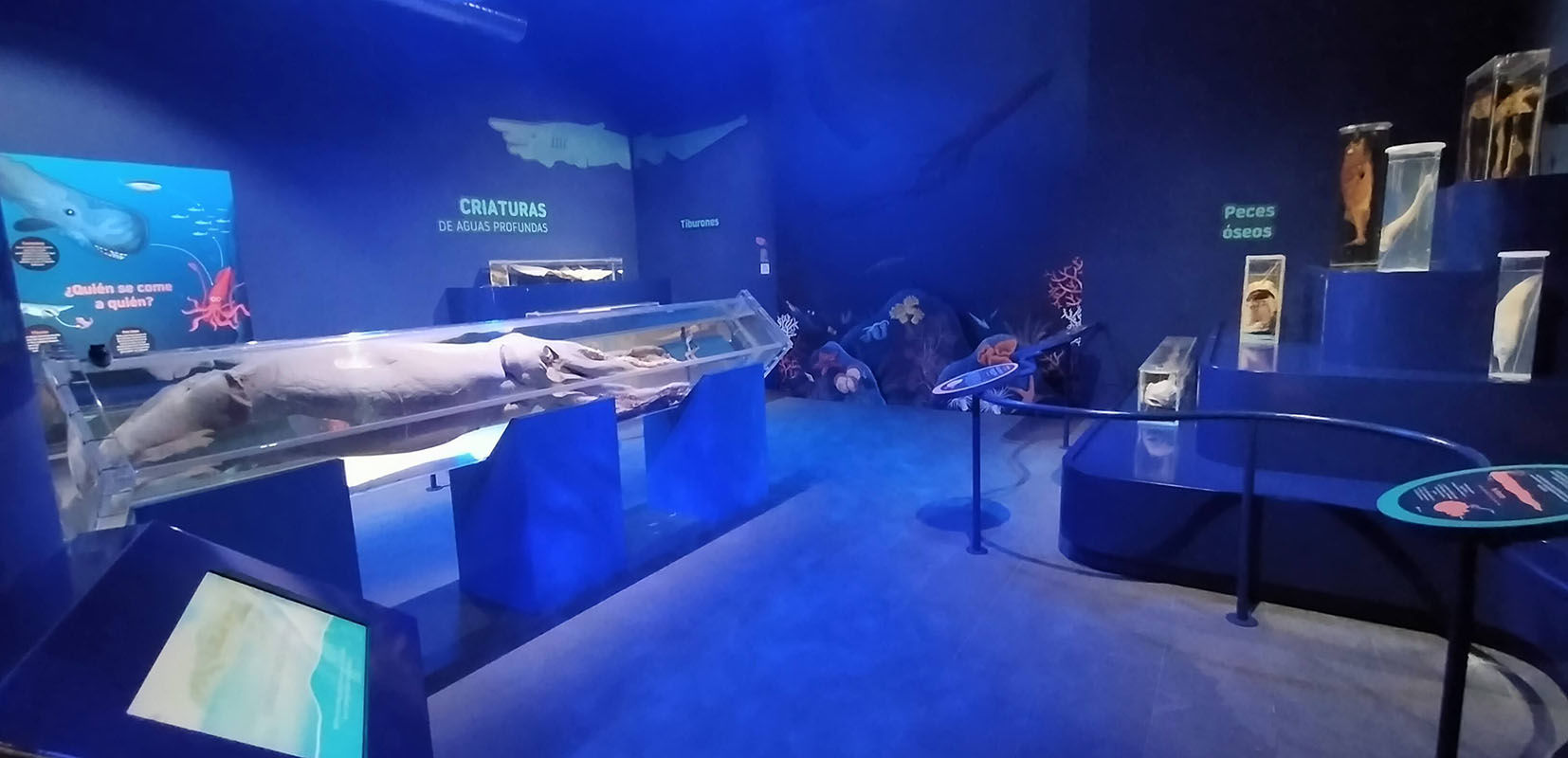 sala del museo del Calamar Gigante de Luarca