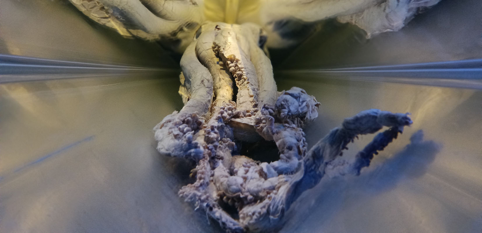 tentaculos de un calamar gigante expuesto en vitrina