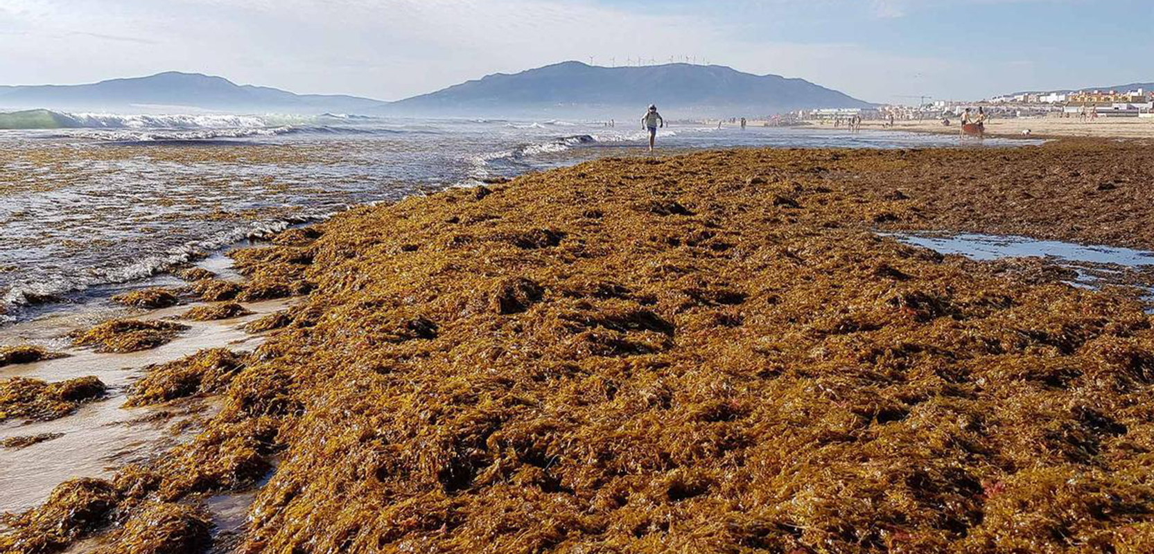 marea roja boom de algas en costa rocosa