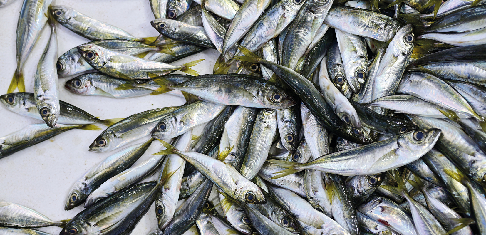 Jureles en una pescadería